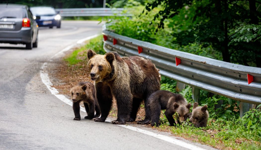 Autorităţile au început relocarea urşilor de pe Transfăgărăşan - ursi-transfagarasan-1726064244.jpg