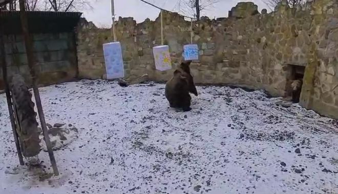 Urşii de la Grădina Zoologică din Mureş nu şi-au văzut umbra. Ce înseamnă asta în tradiţia populară
