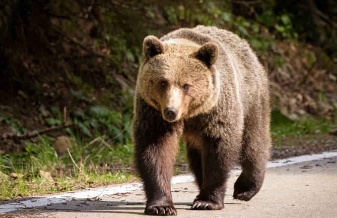 A vrut să fugă în România, dar a dat peste o ursoaică la graniță. S-a urcat într-un copac de frică