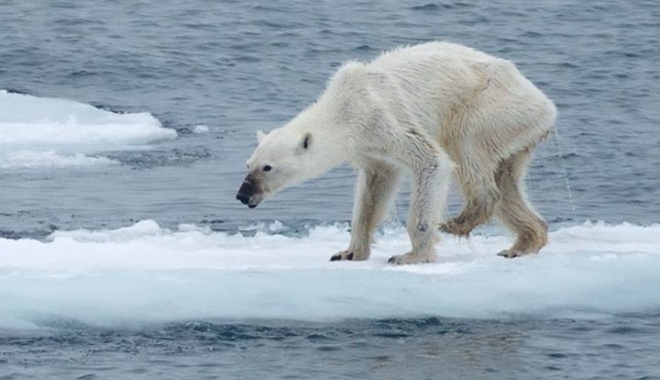 IMAGINEA TRAGICĂ A UNUI URS POLAR CARE MOARE DE FOAME: 