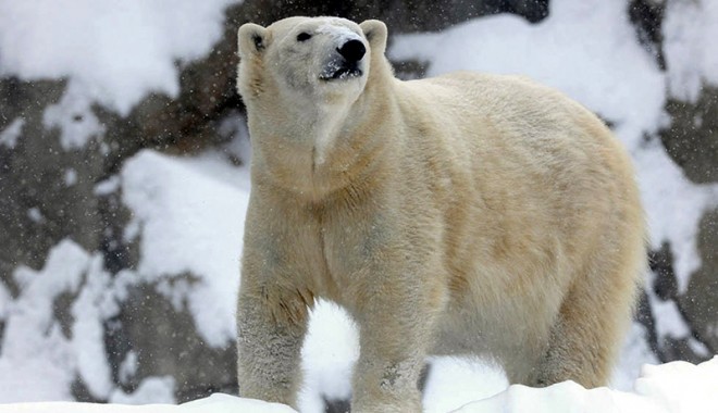 Ursul polar de la grădina zoologică din Chicago, afectat și el de gerul din SUA - ursul-1389189058.jpg