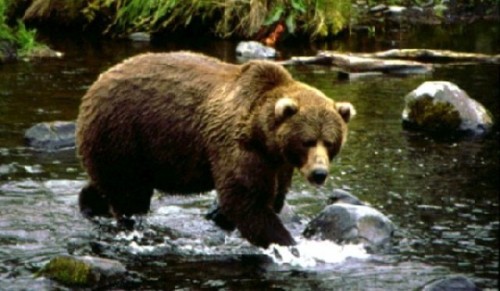 Autoritățile sanitare stabilesc astăzi dacă ursul împușcat este cel care a atacat trei oameni. Patrule de polițiști și jandarmi, încă în zonă. - ursulbrun1500x291-1347785846.jpg