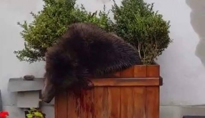 ATENȚIE, imagini VIDEO sfâșietoare cu EXECUȚIA puiului de urs. 