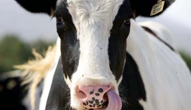 Logica vacii - vaca-1332162308.jpg