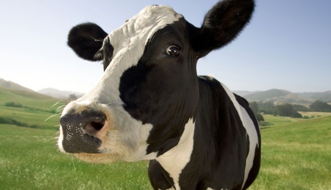 Imagini șocante / Nouă vaci otrăvite din răzbunare la Constanța - vaca-1347867278.jpg