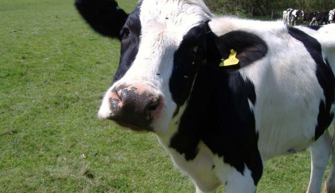 Câți bani primesc agricultorii și crescătorii de animale constănțeni - vaca-1349986156.jpg