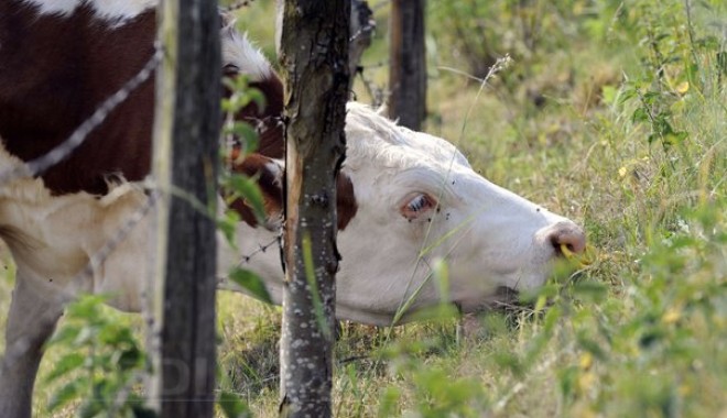 Fermierii din Statele Unite hrănesc vacile cu dulciuri! - vaca-1350482295.jpg