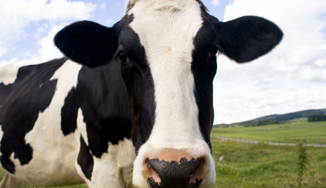 Boala limbii albastre, confirmată și la Constanța - vaca-1410187385.jpg
