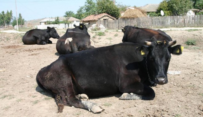 Care sunt normele de venit pentru impozitarea persoanelor fizice din agricultură - vaci-1359057634.jpg