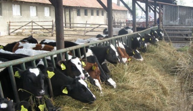 De luni fermierii constănțeni își primesc banii - vaci-1366981330.jpg