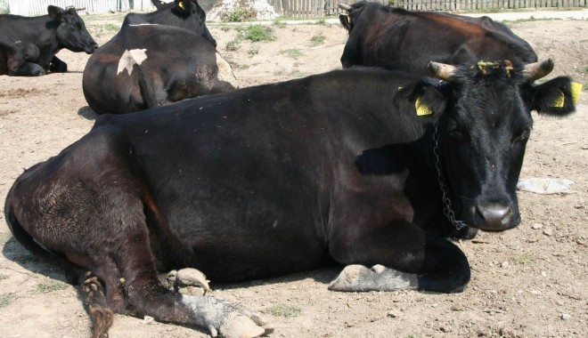 INS / Peste două milioane de bovine aveau românii, la 1 iunie - vaci-1379661256.jpg