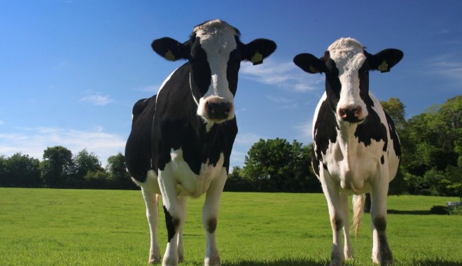 Iată lista asociațiilor crescătorilor de bovine acreditate pentru determinarea calității genetice a raselor de animale - vaci-1382532672.jpg