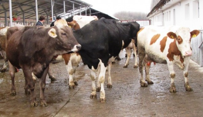 Crescătorii constănțeni de bovine pot depune, între 15 mai și 30 iunie, cererile pentru prima pe exploatație - vaci8600x391-1337087455.jpg