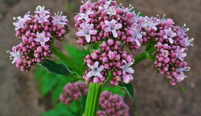 Valeriana, sedativul care vă face să adormiți mai ușor - valeriana1-1632838834.jpg