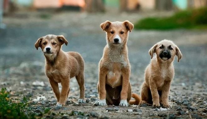 Primăria Valu lui Traian nu se implică în adunarea câinilor de pe străzi - valucaini-1634844133.jpg