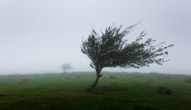 Cod galben de vânt în mai multe județe și informare meteo pentru toată țara - vant-1642067304.jpg