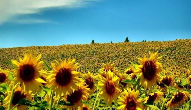 ANUNȚUL METEOROLOGILOR! CUM VA FI VREMEA LA CONSTANȚA, ÎN URMĂTOARELE TREI LUNI - varafloareasoarelui-1437994899.jpg