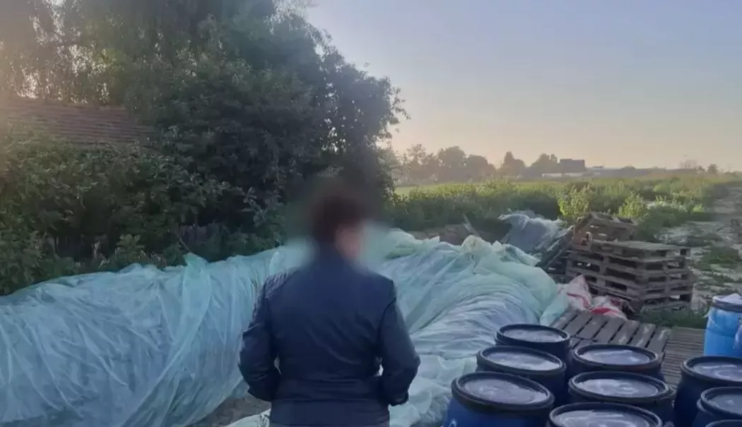 Foto - Opt tone de varză murată, distruse după un control. Erau depozitate în gropi săpate în pământ