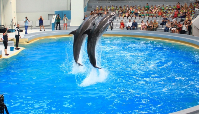 Vedetele incontestabile ale verii, delfinii Ni-Ni și Chen-Chen - vedetele-1471000825.jpg