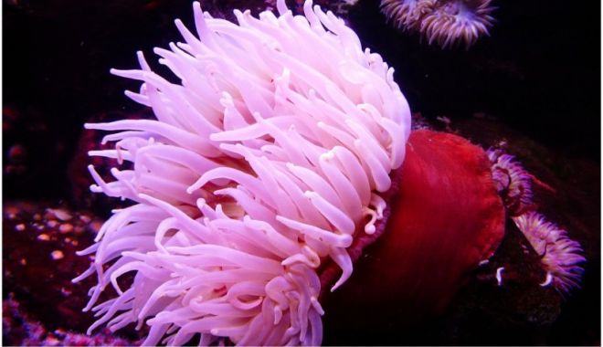 Veninul anemonei de mare ar putea ajuta la dezvoltarea de tratamente salvatoare - venin-1644763382.jpg
