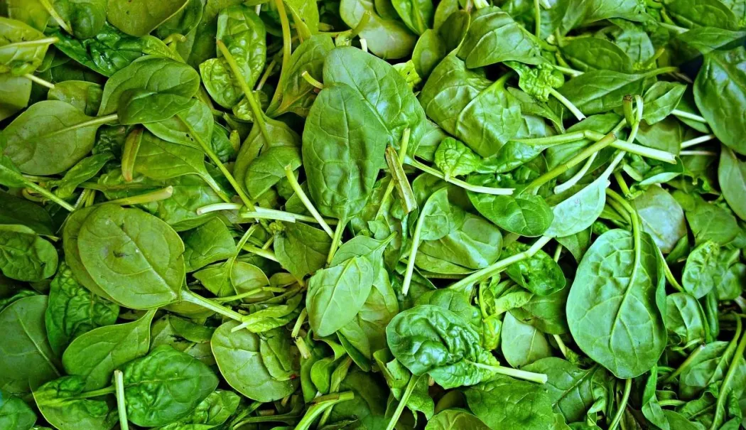 De ce este important să includeți mai des frunzele verzi în alimentația voastră - verdeata-1765801953.webp