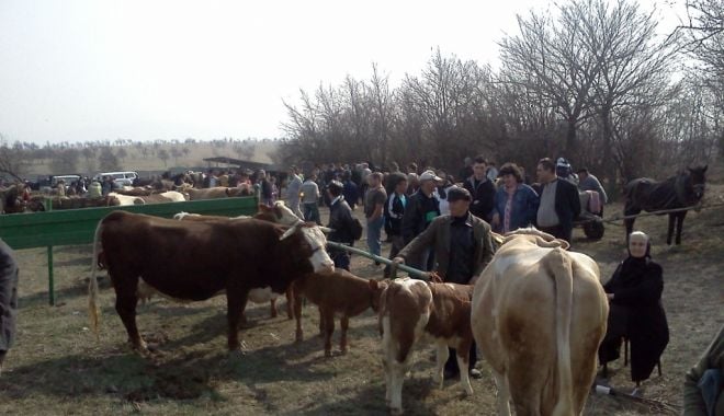 Veste bună pentru fermieri. De luna viitoare se redeschid târgurile de animale - vestebuna-1624033402.jpg