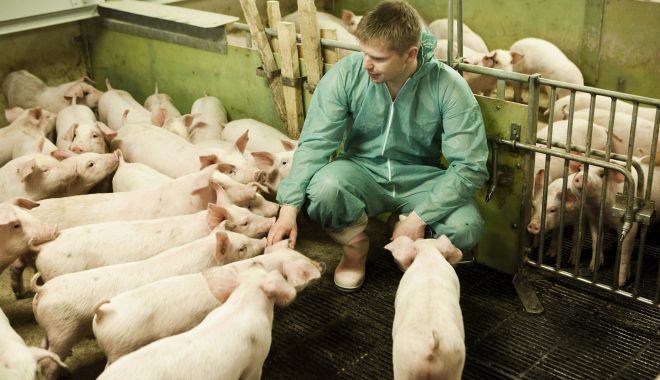 Veste bună pentru crescătorii de porci și păsări - vestebunacrescatoriporci-1553468826.jpg