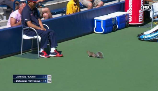 Incredibil ce s-a întâmplat la US Open! Cine a întrerupt un meci de tenis - veverita16449800-1441631349.jpg
