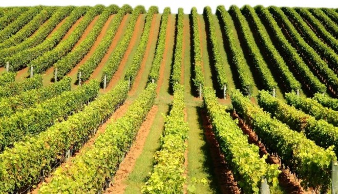Ministerul Agriculturii vrea o suplimentare pentru programul de reconversie-replantare la vie - vie-1370263800.jpg