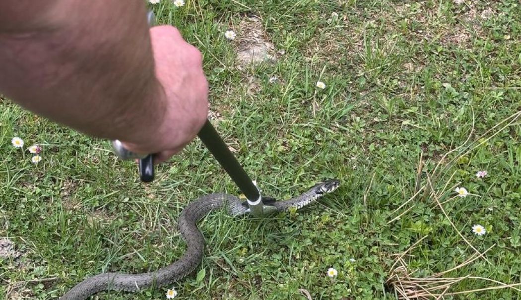 Jandarmii au intervenit după ce o viperă şi-a făcut apariţia în apropierea unei pensiuni - vipera-1746290154.jpg