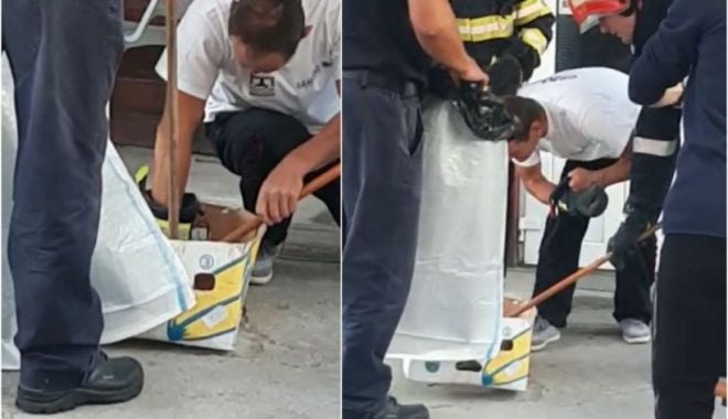 Panică la un magazin alimentar, după ce o viperă a fost găsită într-o ladă de legume - viperaladalegumepiatraneamt72364-1629872028.jpg