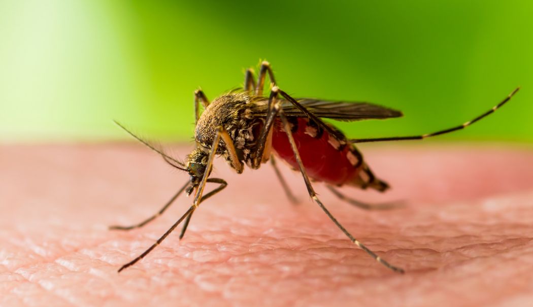 Primul caz de infecţie cu virusul West Nile, confirmat la un bărbat din Bucureşti - virus-west-nile-1721989958.jpg