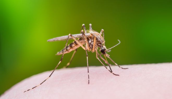 Virusul transmis de țânțari, încă prezent. Două decese, la Constanța - virusulwestnile-1538293249.jpg