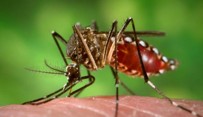 Virusul Zika ia amploare. Tot mai multe cazuri de infectare - viruszika-1472460831.jpg