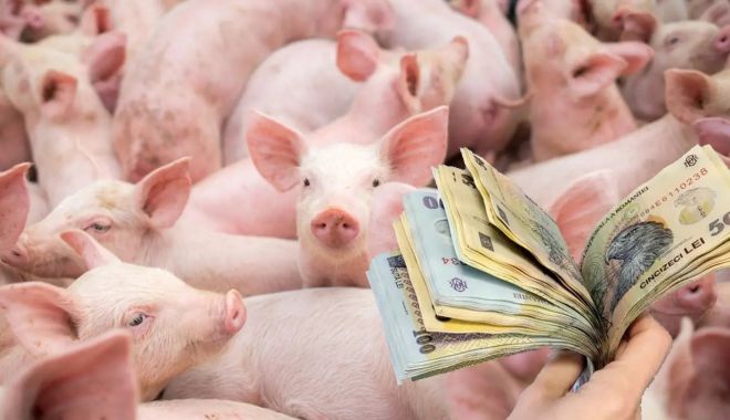 Voucher pentru porcul de Crăciun, acordat crescătorilor din zone afectate de pesta porcină
