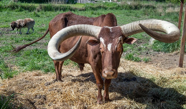 Vreau să mă asigur că știe că sunt taur! - vreau-1567356139.jpg
