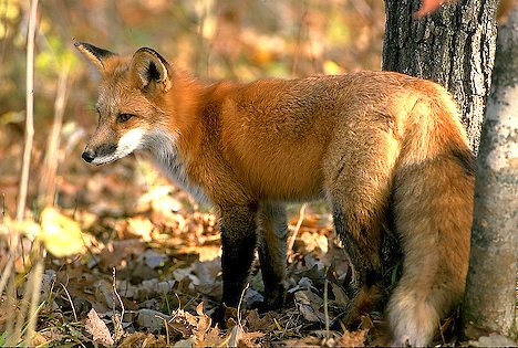 Ghicitori despre animale - vulpe-1312823770.jpg