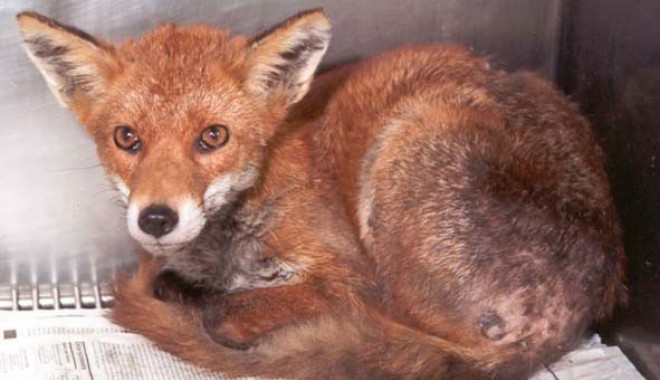 O vulpe turbată a atacat animalele unei familii din Bărăganu - vulpeturbata-1355142211.jpg