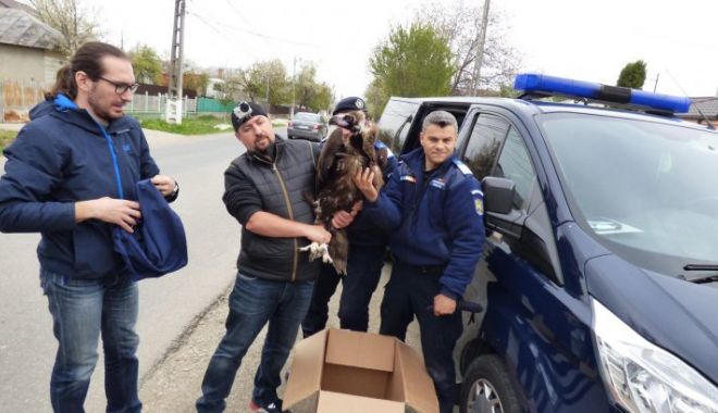 Unul dintre puținii vulturi pleșuvi negri din Europa a poposit în curtea unui român - vulturnegru170022200-1555506084.jpg