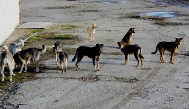 Copil în stare gravă, după ce a fost atacat de o haită de câini. Mama acuză un veterinar, stâpânul a 8 animale - w28-1645250169.jpg