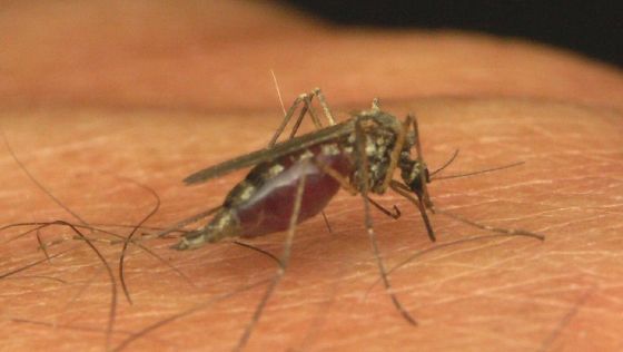 Virusul West Nile face o primă victimă în Macedonia - w560xh316virusulwestnile-1348261275.jpg