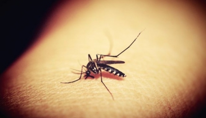 Virusul West Nile a făcut trei victime - west-1503821464.jpg