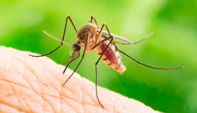 Primul deces provocat de virusul West Nile, transmis de țânțari, și 7 cazuri de îmbolnăviri - west-1565283302.jpg
