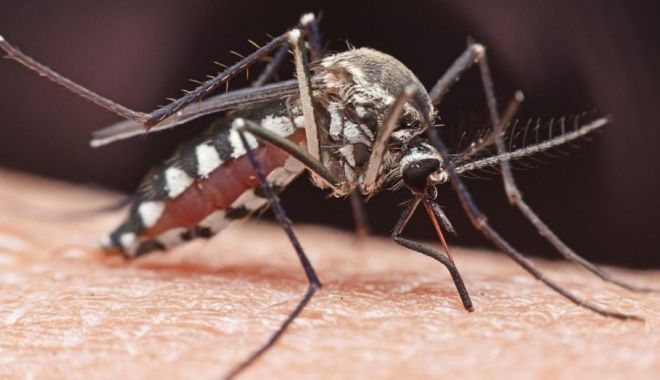 Bilanțul West Nile în România: 11 persoane au fost infectate în ultimele luni, iar două au murit - west-1566481004.jpg