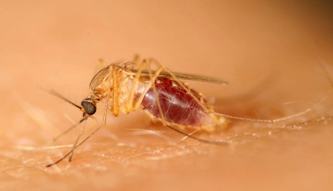 Primele suspiciuni de îmbolnăvire din cauza virusului West Nile - westnile-1369225428.jpg