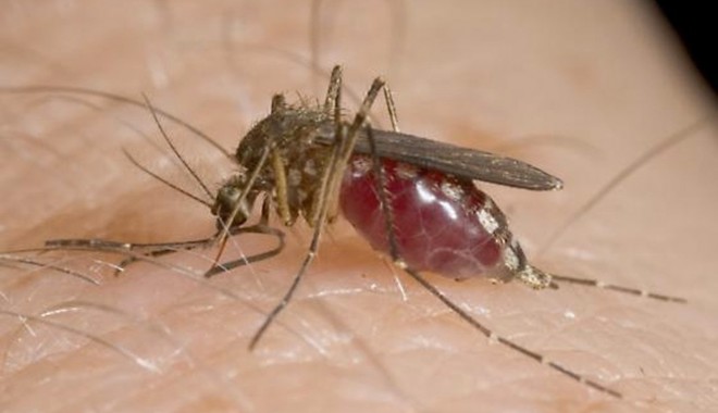 Primul caz de meningită cu virusul West Nile din acest an a fost înregistrat în Iași - westnile-1412345812.jpg