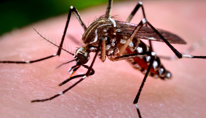 Primul deces cauzat de virusul West Nile, în România - westnile-1470401195.jpg