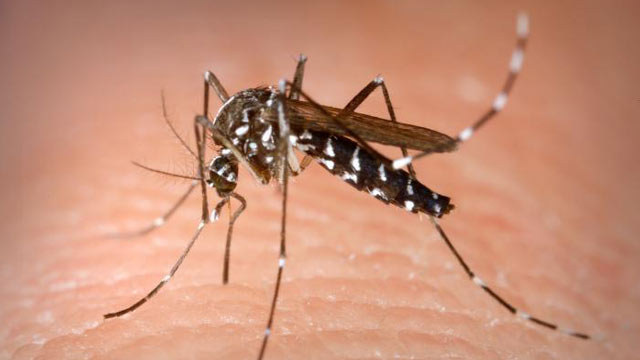 Virusul care afectează creierul face din nou victime! - westnile-1501073610.jpg
