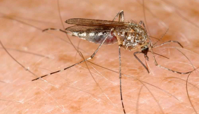 Virusul West Nile a fost confirmat și la Constanța - westnile-1504092393.jpg