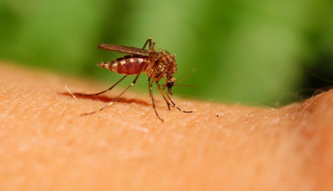 Șase persoane, infectate în ultima săptămână cu virusul West Nile - westnile-1534863629.jpg